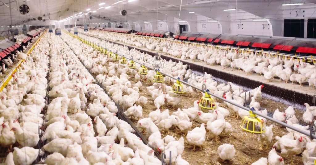 usaha ternak ayam